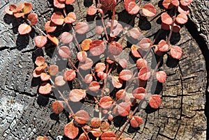 Red Liane Leaves photo