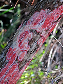 Red lichen