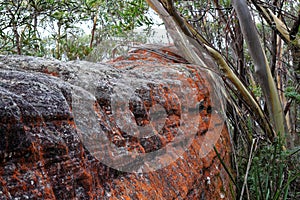 Red lichen on boulder in Australian forest