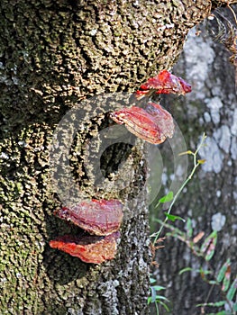 Red lichen on a tree trunk