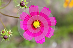 Red light carnation Silene dioica