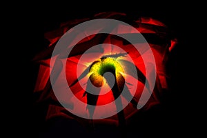 Red light silhouette of rose on glowing surface art