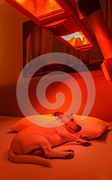 Red light therapy dog