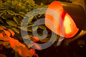 Red light of a traffic light at night, a close-up, with foliage