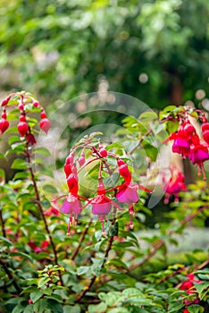 Red with lilac flowering Fuchsia plant up close