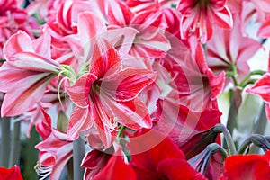 Red lilies background