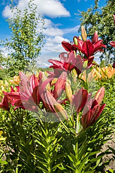 Red lilies in garden on sunny day.