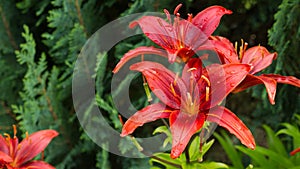 Red lilies with green leaves