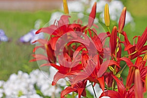 Red lilies like a bouquet in the garden