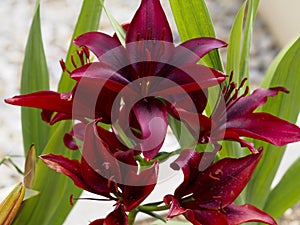 Red lilium