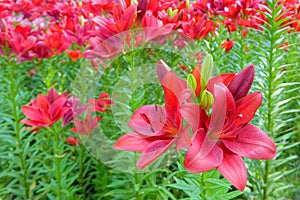 Lilium brownii photo