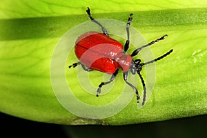 Red Lilly Beetle