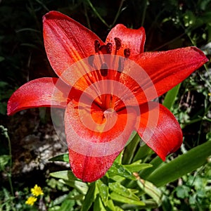 red lilly, bright, vivid, cheerful