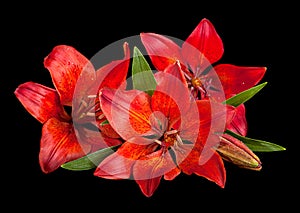 Red lilly flower