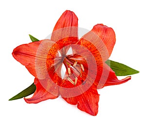 Red lilly flower