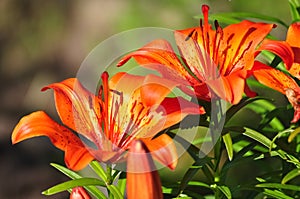 Red lilly flowers in the garden in sunny summer day