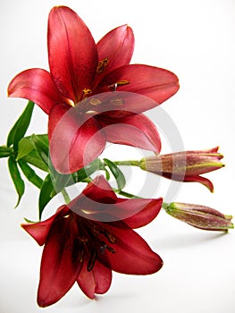 Red Lily