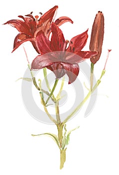 Red lily