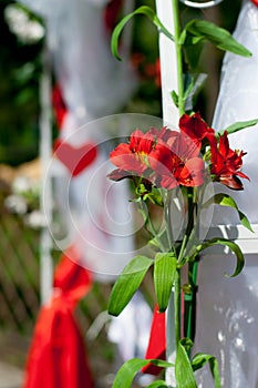 Red lily on a background of a wedding arch