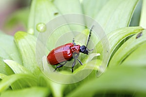 Red lily beetle