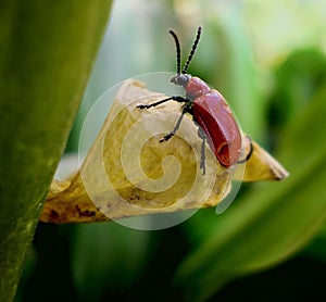 Red lily beetle, bug on leaf