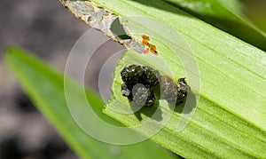 Red lily beetle larvae eat leaves of lilies.