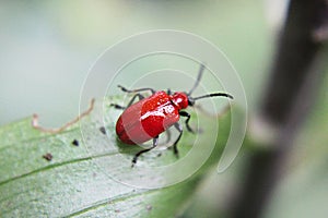 A red lily beetle on a leaf