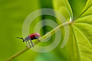 Red Lily Beetle