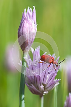 Red lily beetle (Lilioceris lilii)