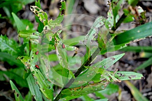 Red Lily Beetles, Lilioceris lilii