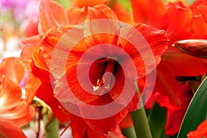 Red Lily is blooming and fresh in the grasshouse in Bangkok,Thailand.Close-up.