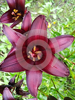 Red lily blooms in the spring in the garden. Big red lily flower close-up, macro.Beautiful red blooming lily in macro