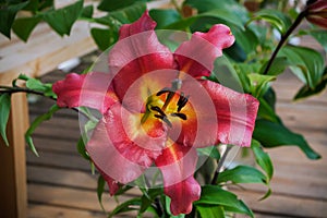 Red lily with dense petals, a yellow core and black stamens.