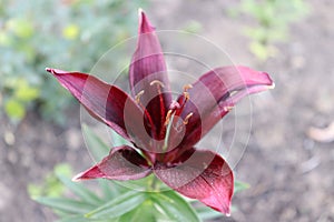 Red lily floer