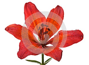 Red lily flower