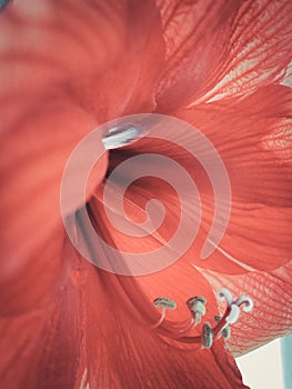 Red lily flower