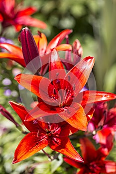 A red lily flower bloom in the garden