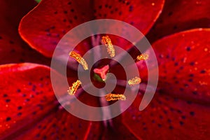 Red lily flower closeup view