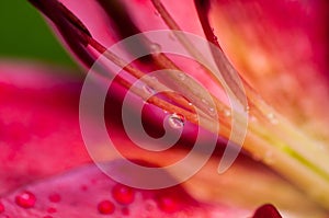 Red lily flower with drops after rain. Macro photography.