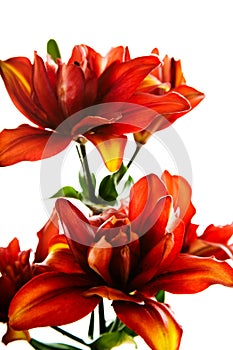 Red lily flower, Lilium photo