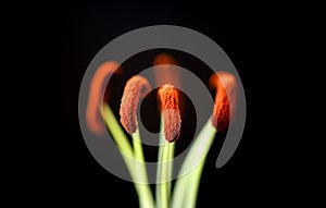 Red Lily flower stamens