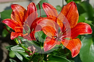 Red lily flowers in the garden.