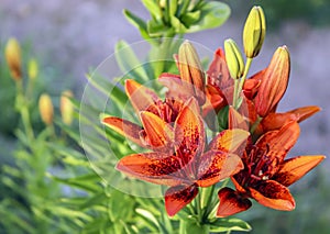 Red lily flowers. Open corollas of blooming garden lilies close-up