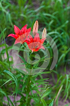 Red lily flowers of Siberia. Shores of Tunguska river. photo