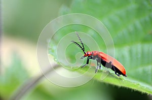 Red lily leaf beetle bug.