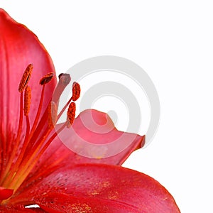 Red lily with pistils photo