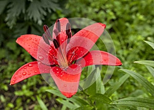 Red Lily with raindrops on the petals, soft focus
