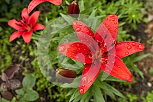 Red Lily with raindrops on the petals, soft focus