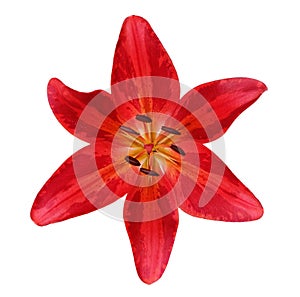 Red lily in the shape of a star