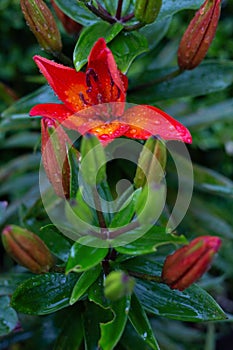 Red lily with water drops